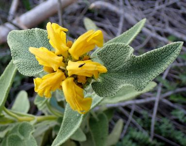 PHLOMIS - sápa
